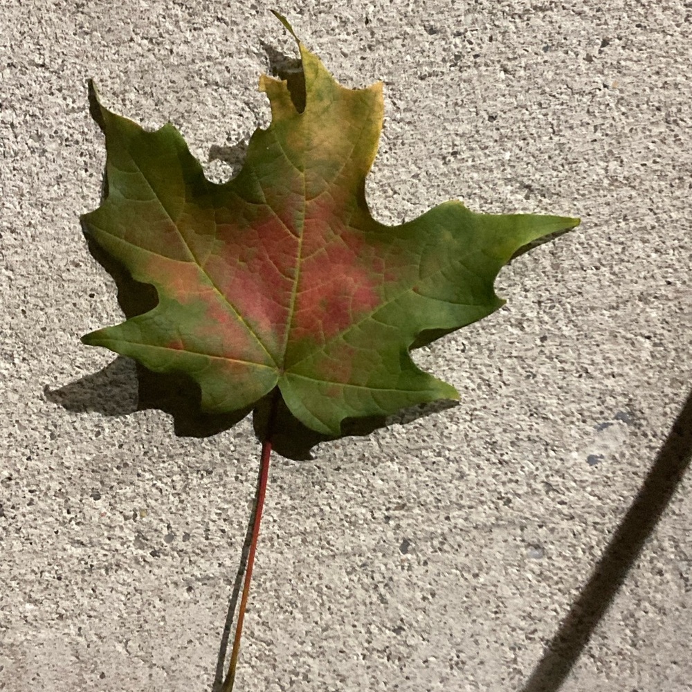 Assorted ween goodies for Kathryn!